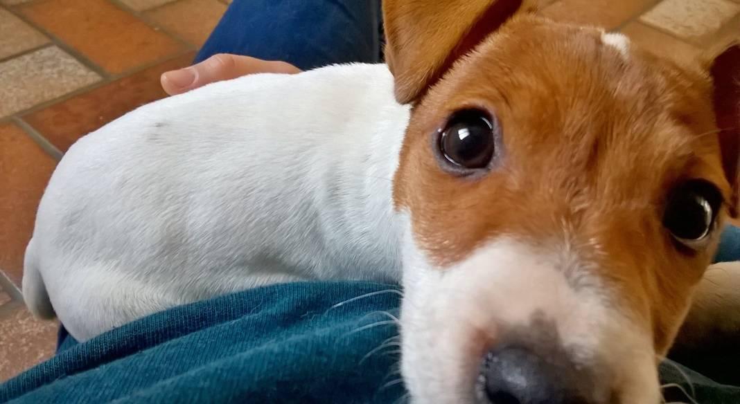 pension chien 76000