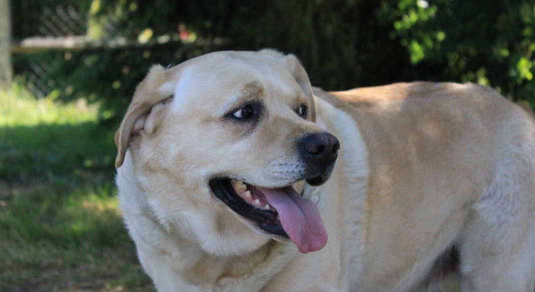 pension chien 76000