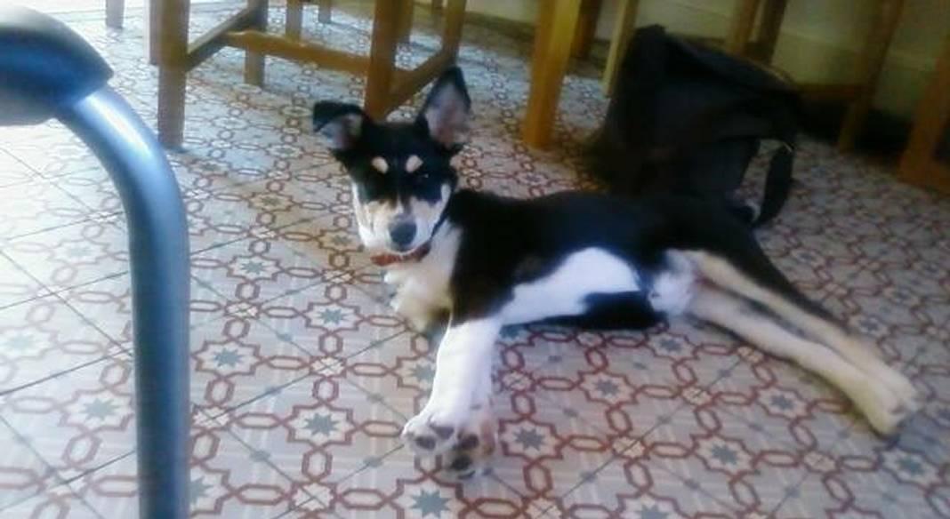 pension chien 76000