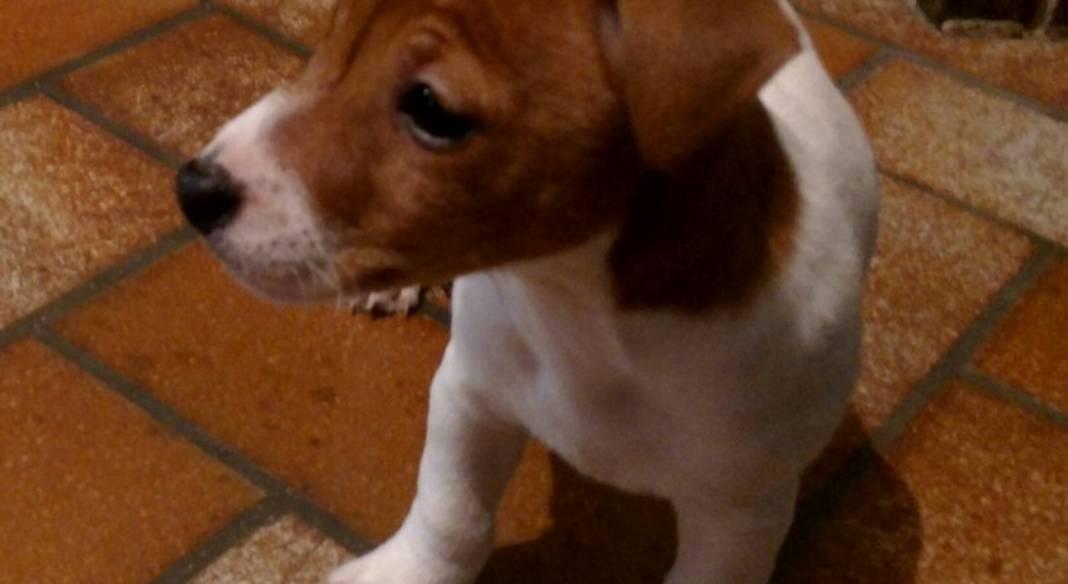 pension chien 76000