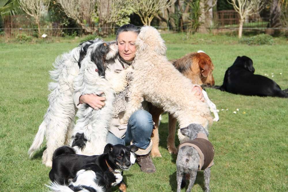 pension chien bayonne