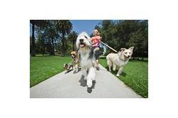 pension chien bayonne