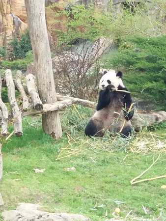 pension chien beauval