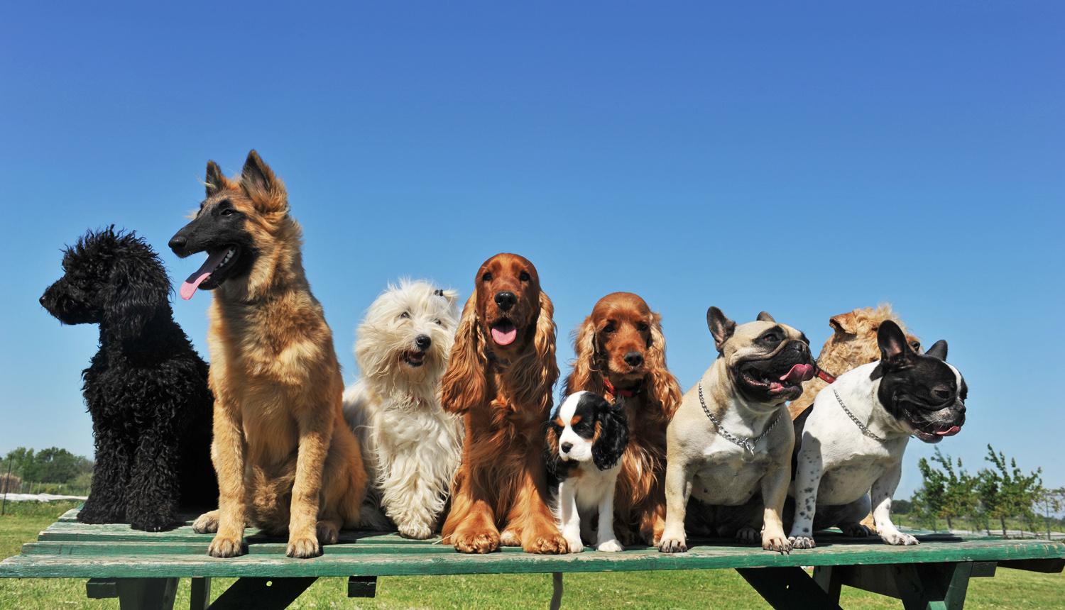 pension chien brive