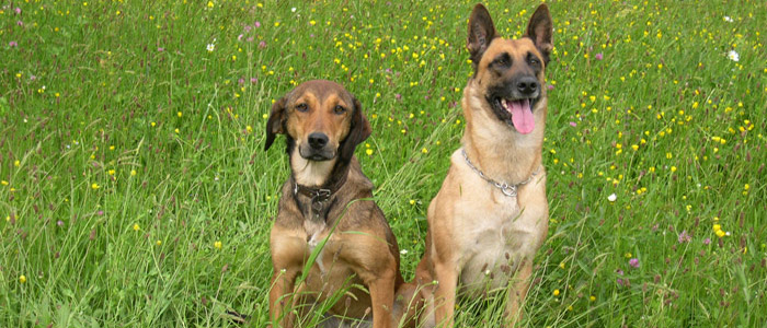 pension chien brive
