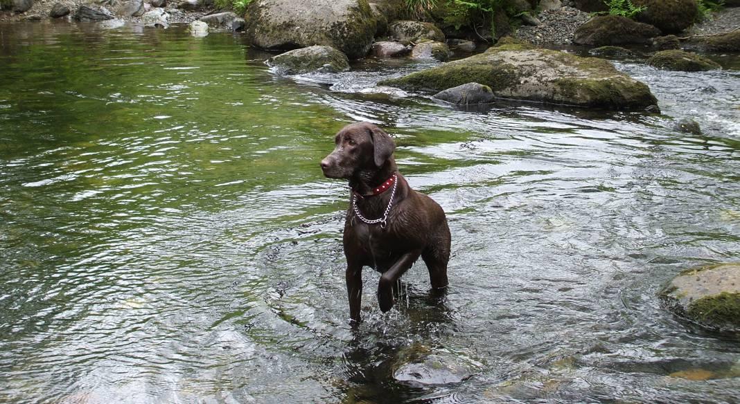 pension chien brive