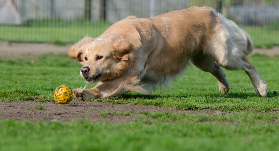 pension chien brive