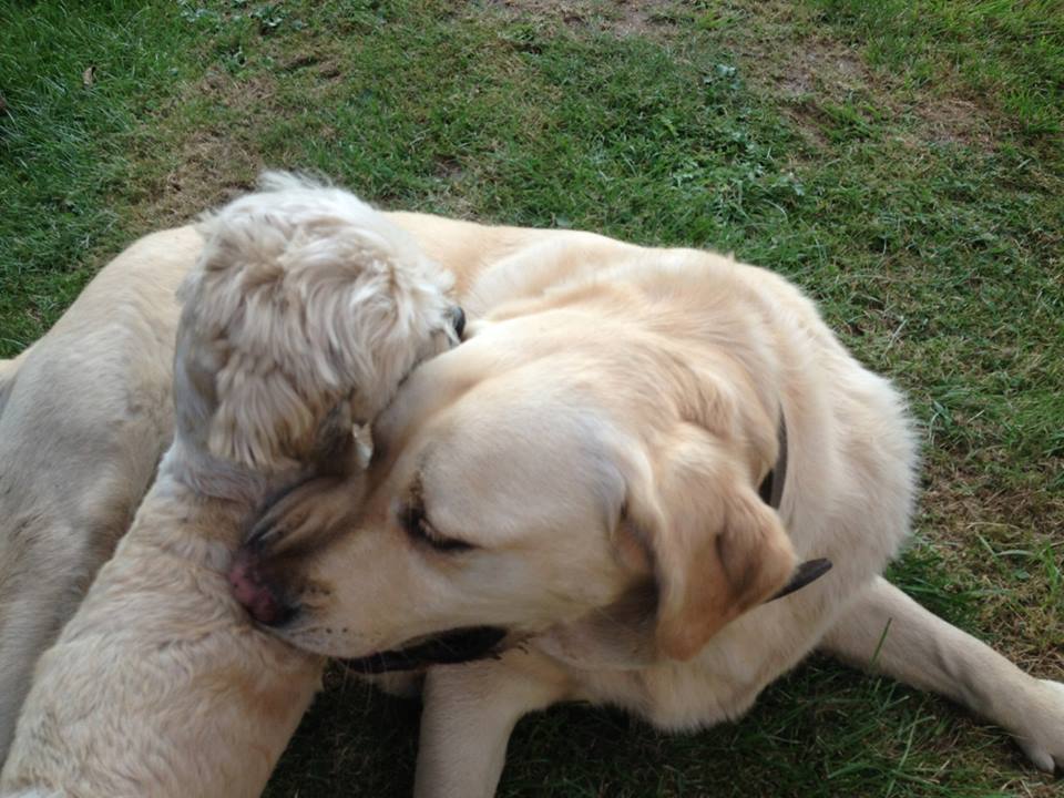 pension chien brive