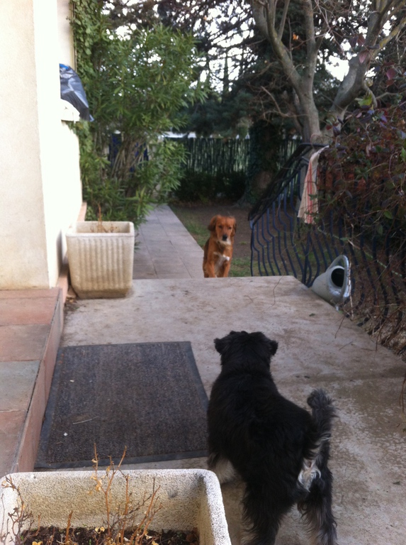 pension chien cavaillon