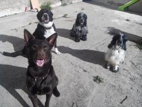 pension chien cavaillon