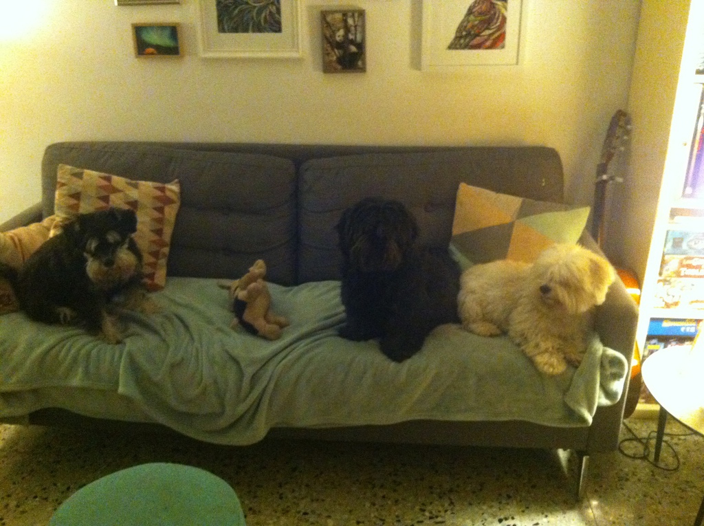 pension chien cavaillon