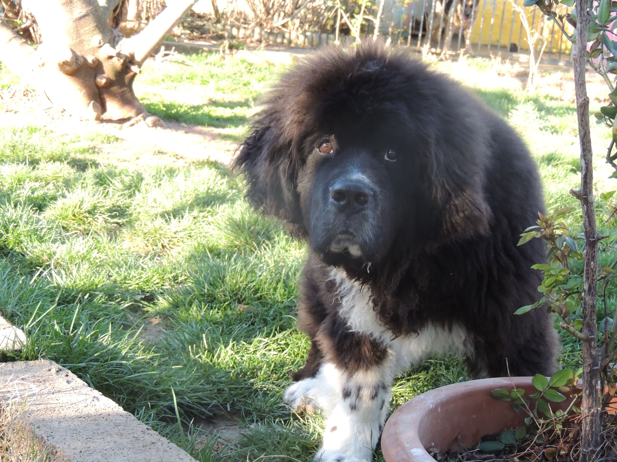 pension chien cavaillon