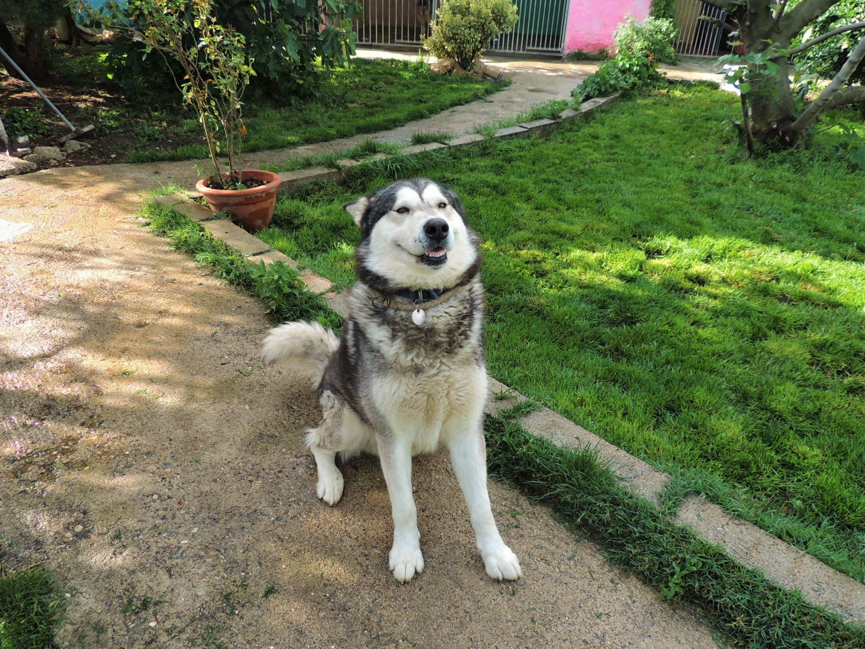 pension chien cavaillon