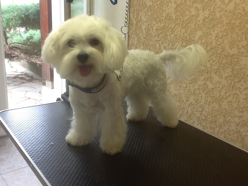 pension chien cavaillon