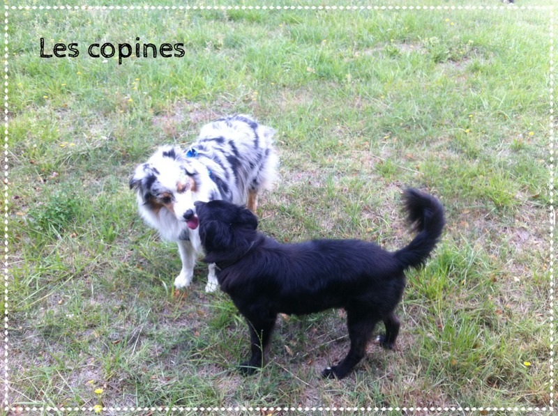 pension chien cavaillon