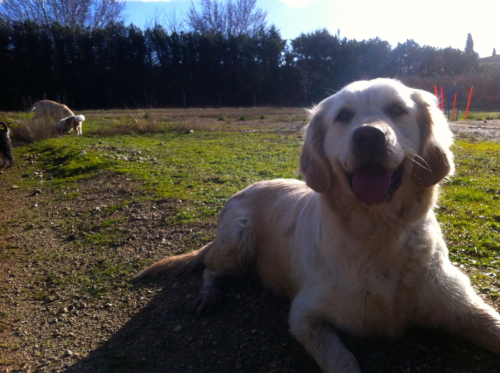 pension chien cavaillon