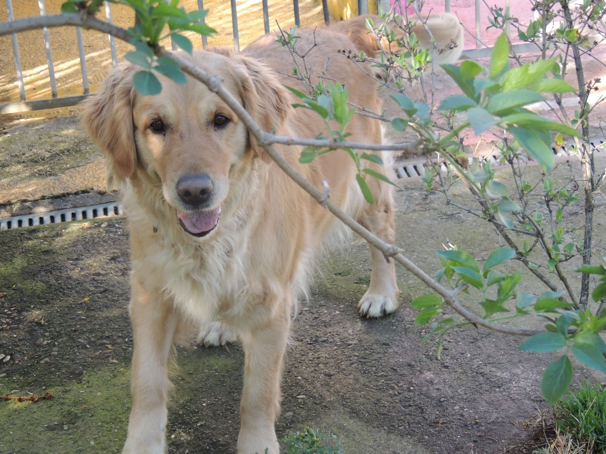 pension chien cavaillon