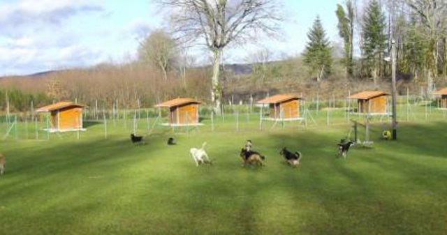 pension chien elliant