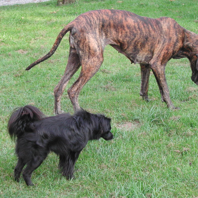 pension chien elliant