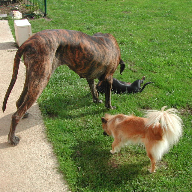 pension chien elliant