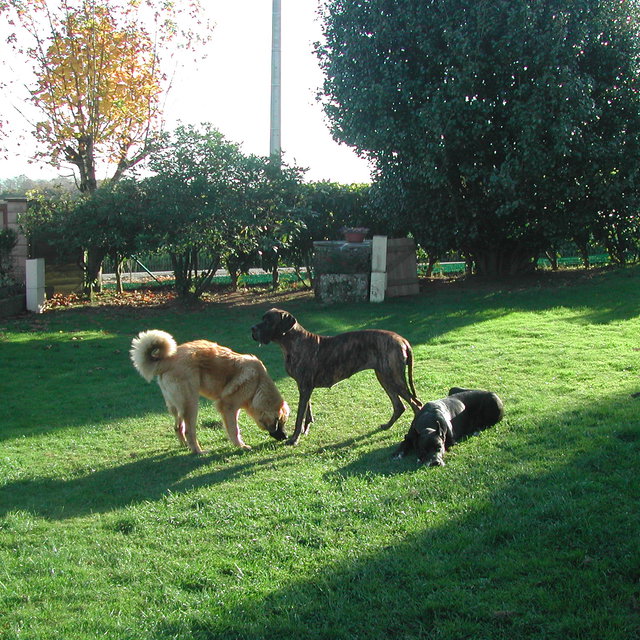 pension chien elliant