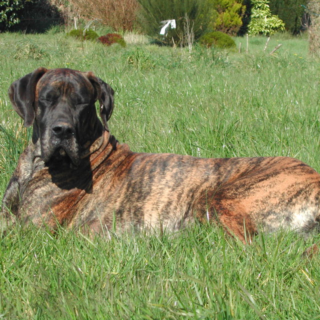 pension chien elliant
