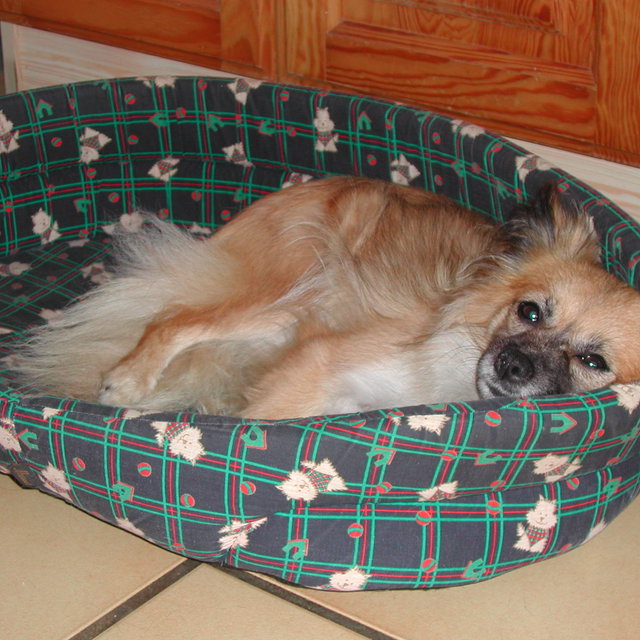 pension chien elliant
