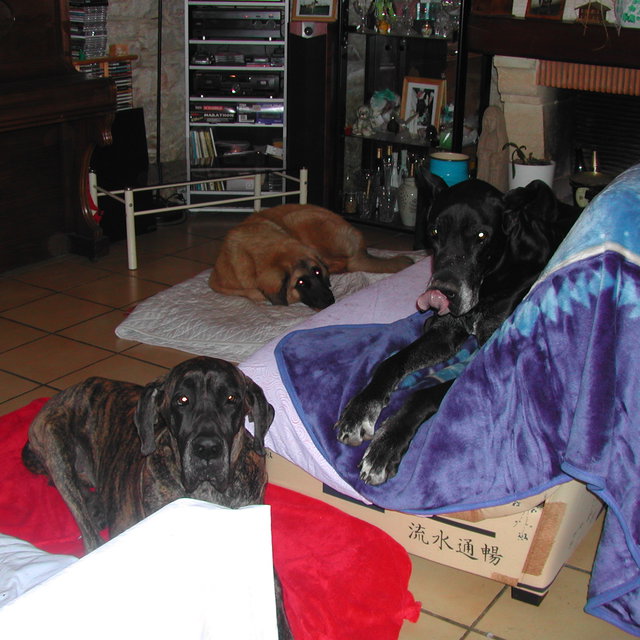 pension chien elliant