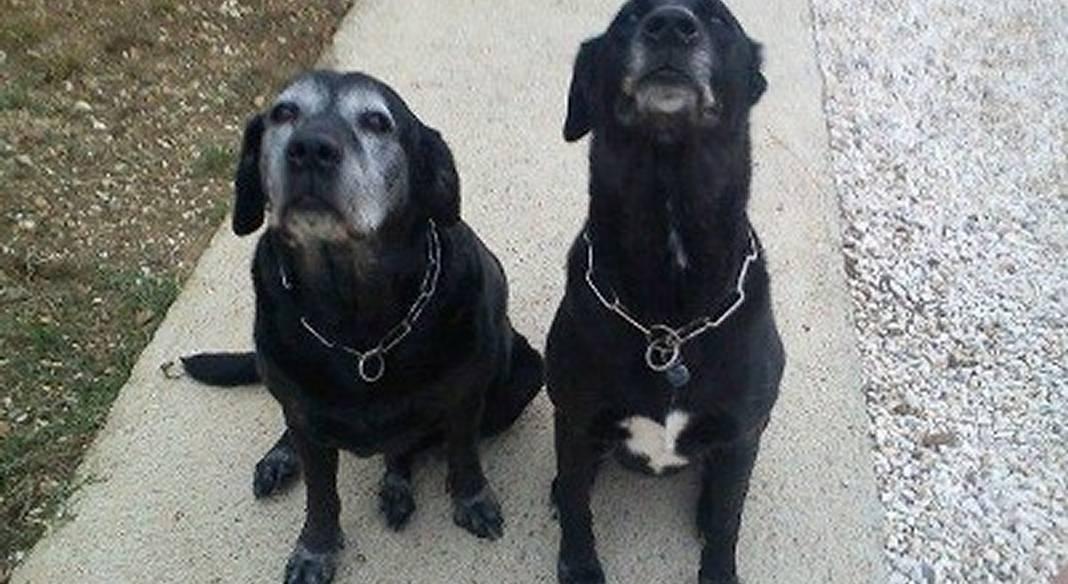 pension chien elliant