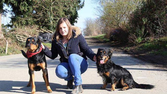 pension chien fougeres