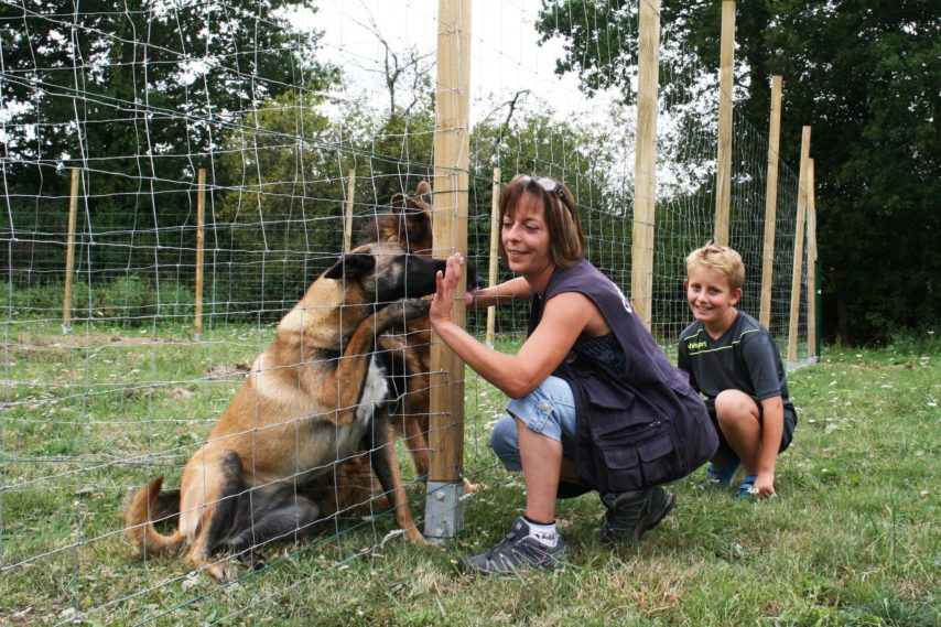 pension chien fougeres