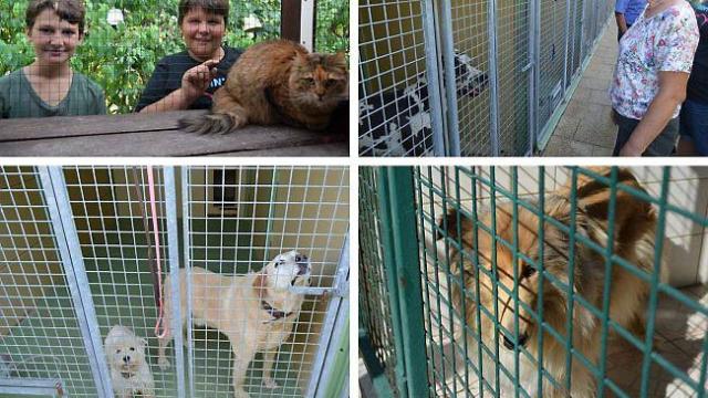 pension chien fougeres