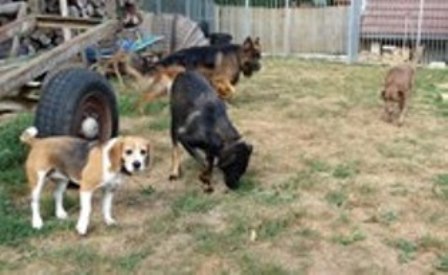 pension chien jura bernois