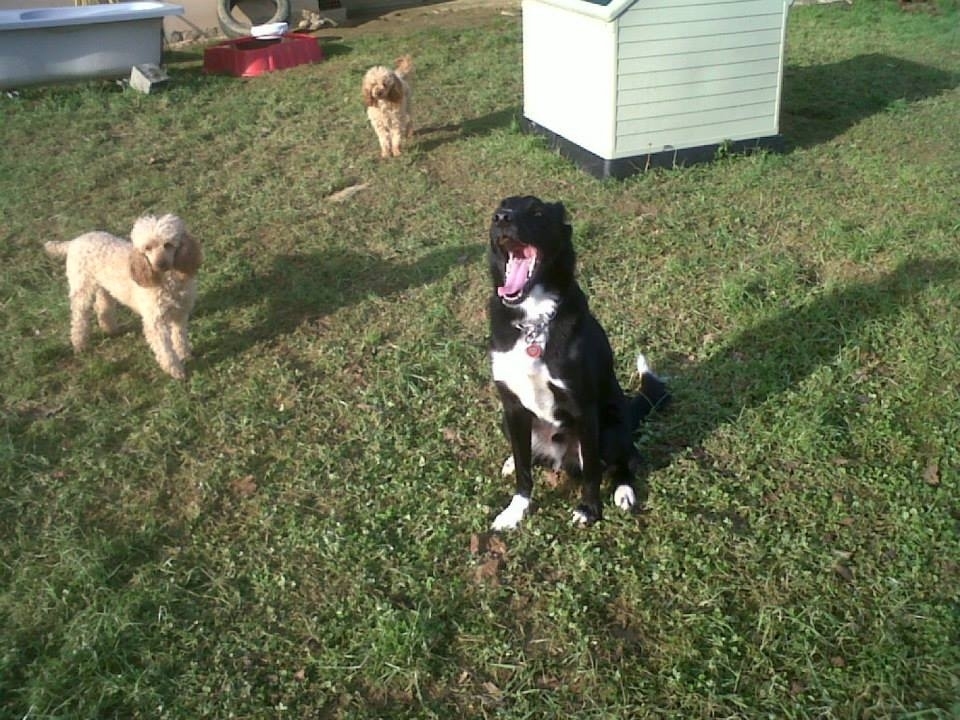 pension chien jura bernois