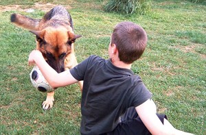 pension chien jura bernois