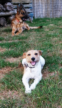 pension chien jura bernois