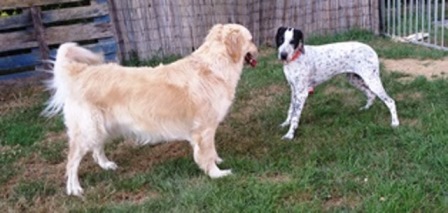 pension chien jura bernois