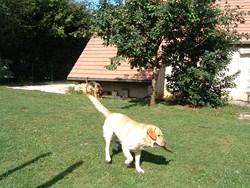 pension chien jura bernois