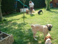 pension chien jura bernois