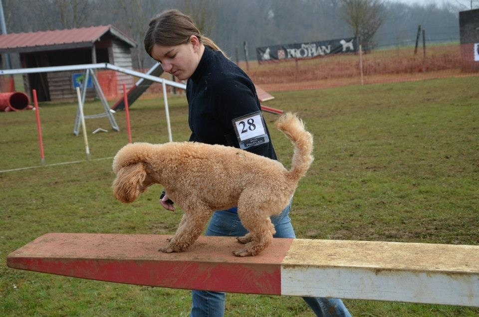 pension chien jura bernois