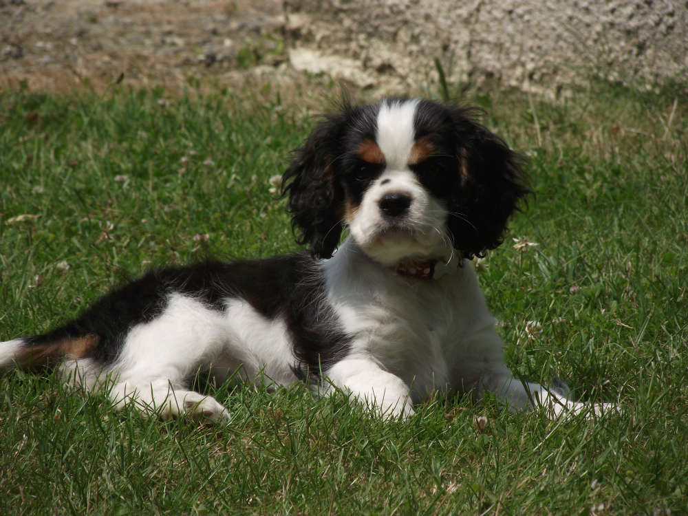 pension chien loiret