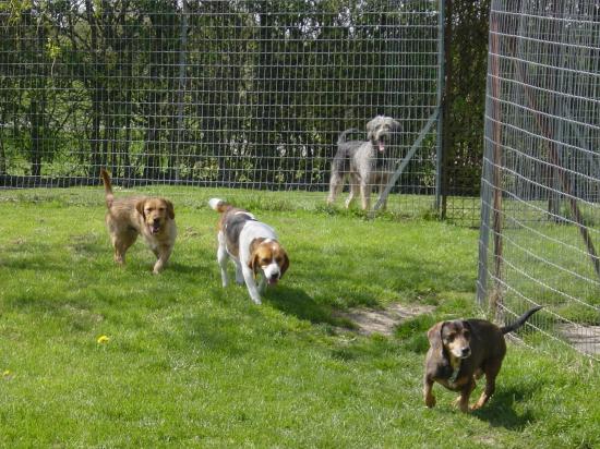 pension chien loiret