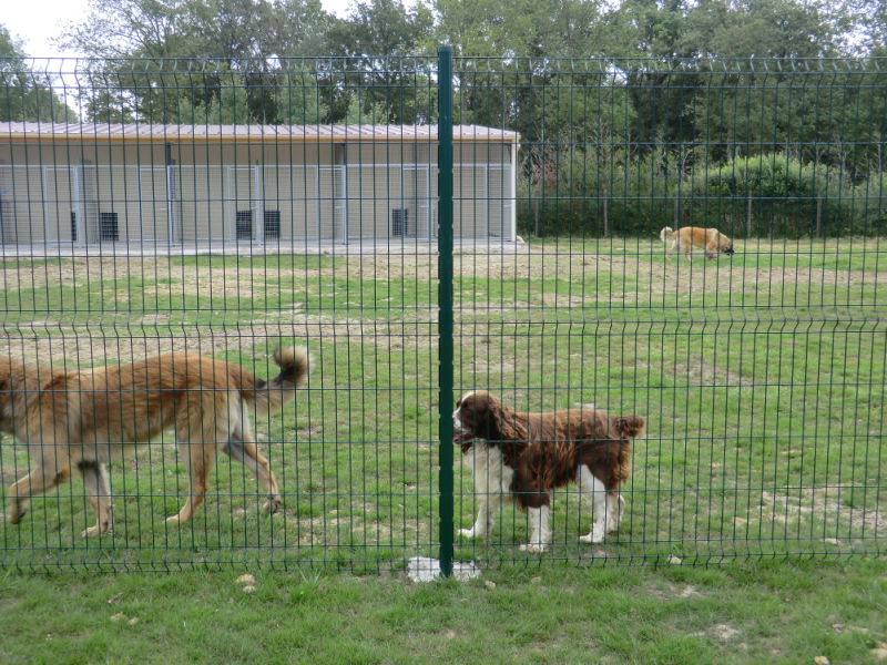 pension chien loiret