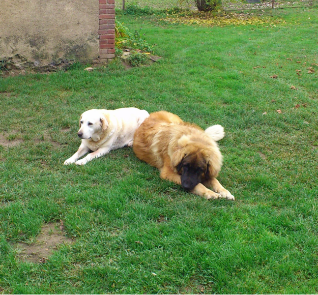 pension chien loiret