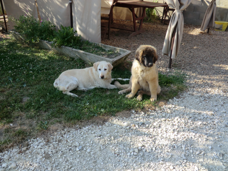 pension chien loiret