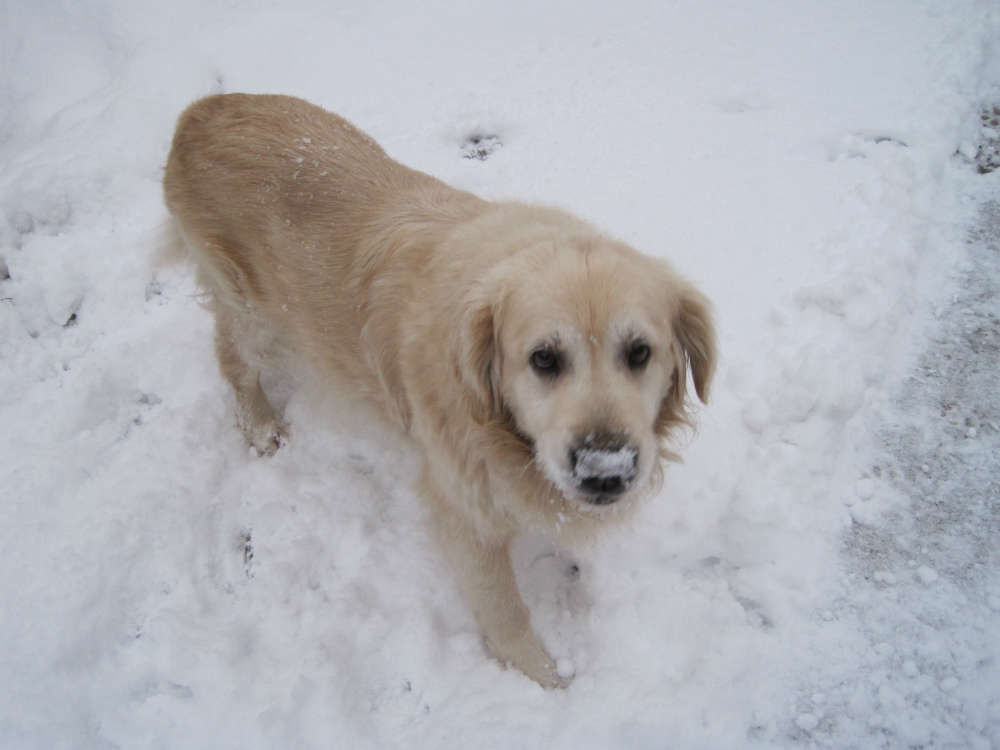 pension chien loiret
