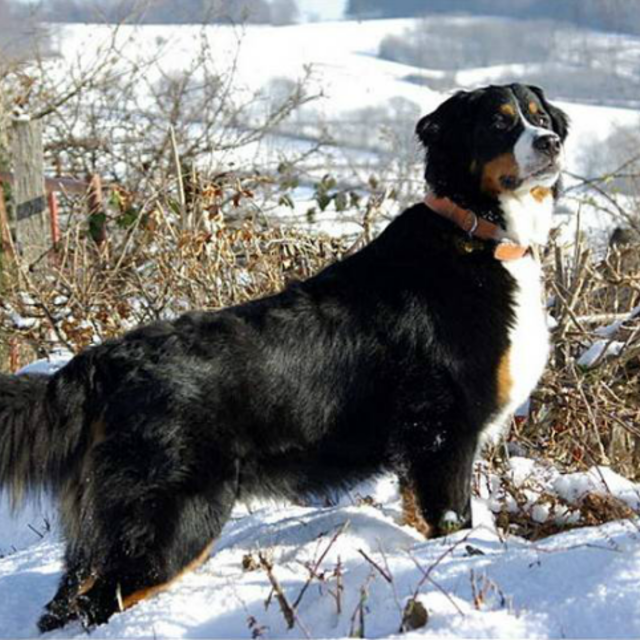 pension chien marne la vallee