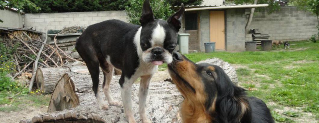 pension chien marne la vallee