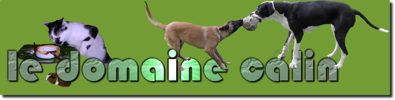 pension chien marne la vallee