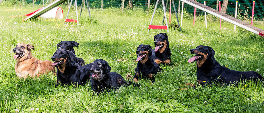 pension chien marne la vallee